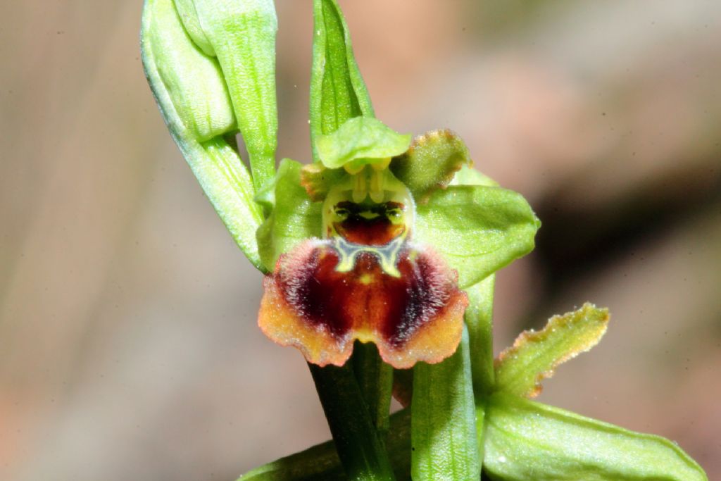 Orchidea da Identificare - San Piero in Bagno (FC)